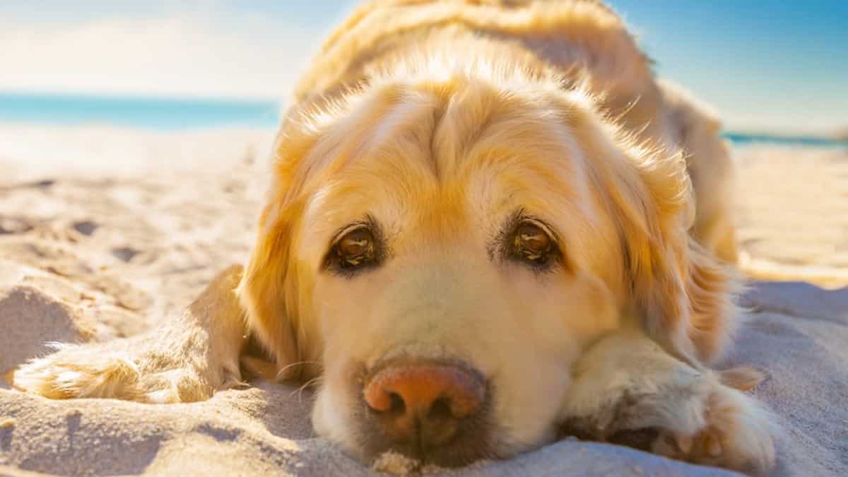 dangers été chien